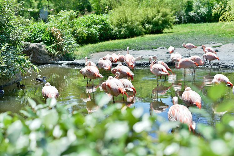 inspirierende Fotomotive im Zürcher Zoo